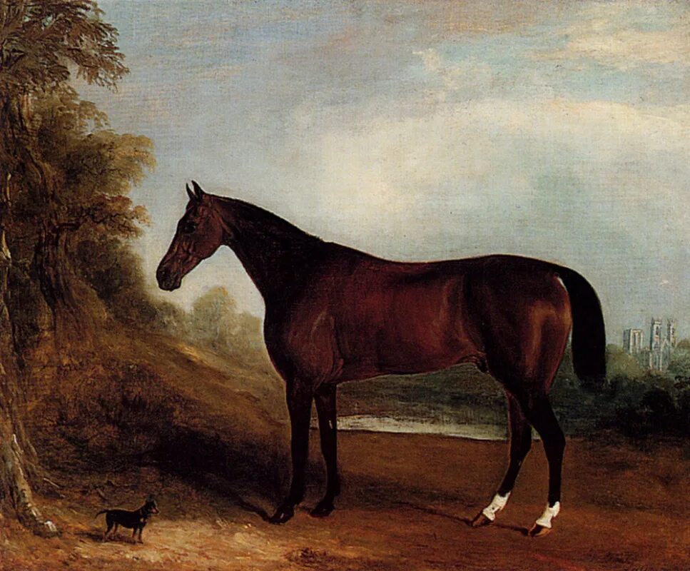 Р 1 конь. Белый конь. Р 1 конь. Русская тяжеловозная порода лошадей. Лошади на свободе.