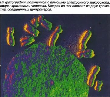 Видимые клетки