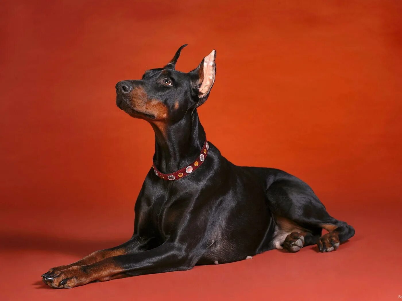 Строго порода. Строго порода. Строго порода. Доберман пинчер злой. Доберман и доберман пинчер.