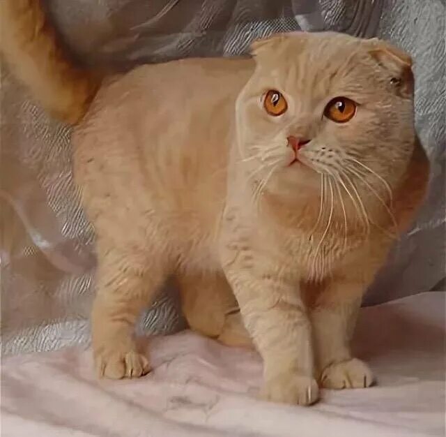 шотландский персиковый кот. вислоухий шотландец персиковый. скоттиш фолд песочный. британская короткошёрстная кошка. скоттиш фолд кот персиковый.
