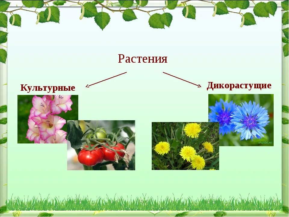Культурные растения. Цветы дикорастущие и культурные. Дикорастущие и культурные растения. Культурные травы.