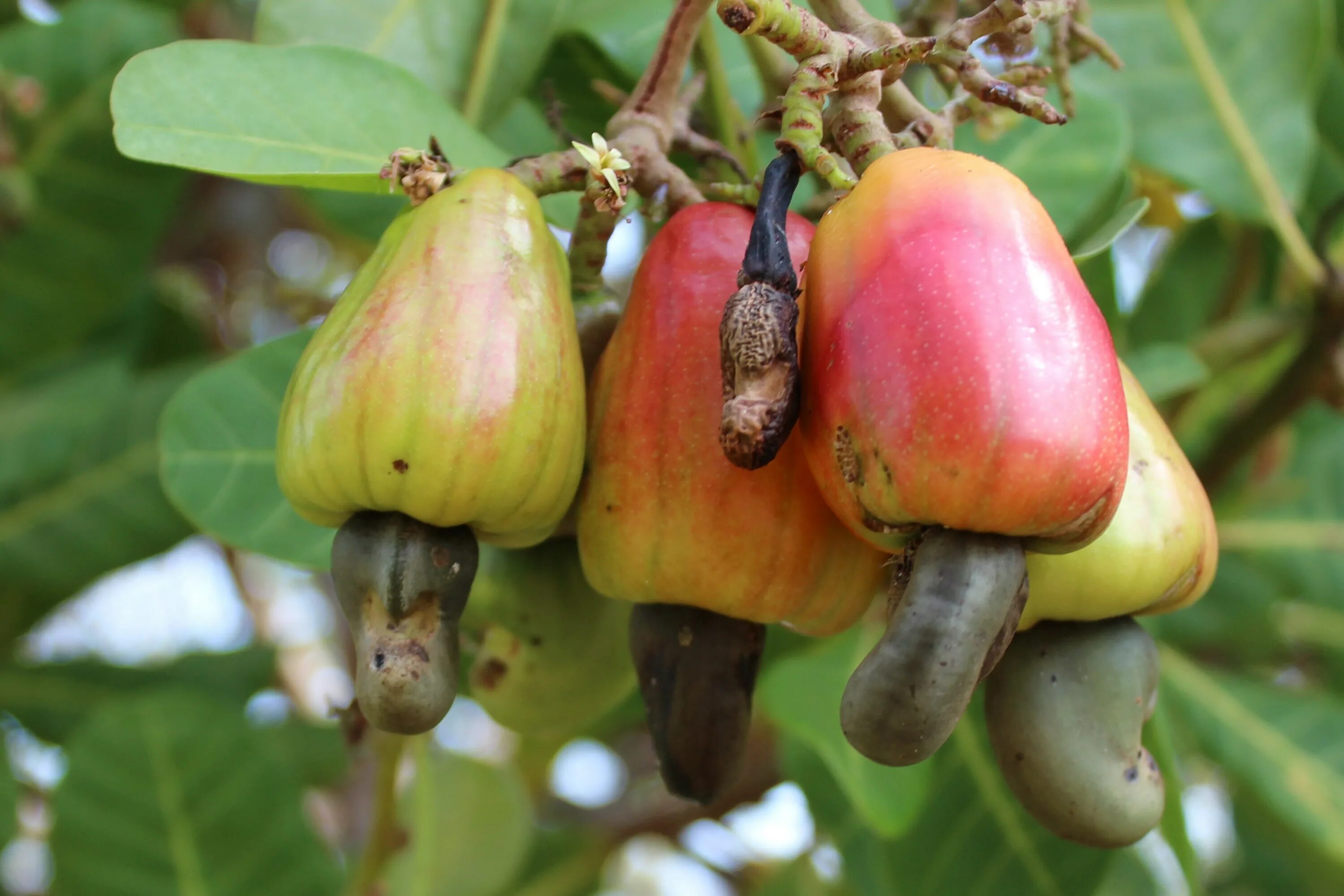 Цветущее дерево манго. Дерево манго с плодами. Манго куст. Манго индийское растение. Манго тайское растение.