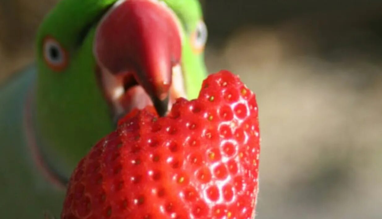 Можно ли попугаям клубнику. Попугай ест клубнику. Попугай с клубникой. Попугай ест фрукты. Попугаи арбузики.