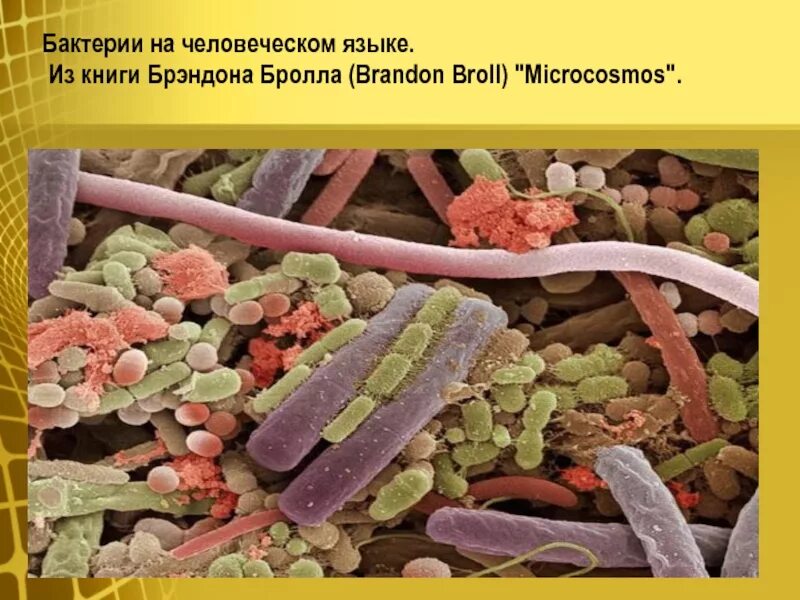 Бактерии под микроскопом. Микробы во рту под микроскопом. Микроорганизмы на коже человека. Сколько бактерий во рту