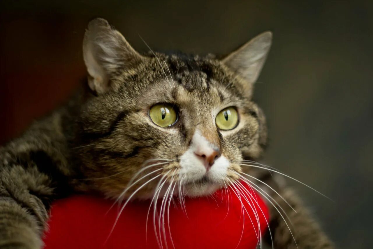 Кот думает. Кот думает. Кот думает. Задумчивый. Удивленный кот.