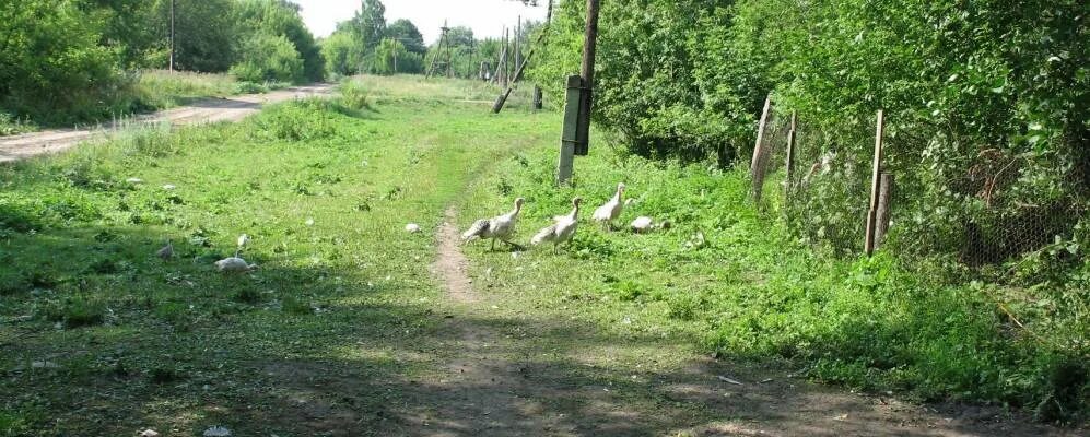 Орловская область село остров. Село остров орловской области. пешково ливенский район деревня. деревня остров ливенский район. деревня горностаевка ливенского района.