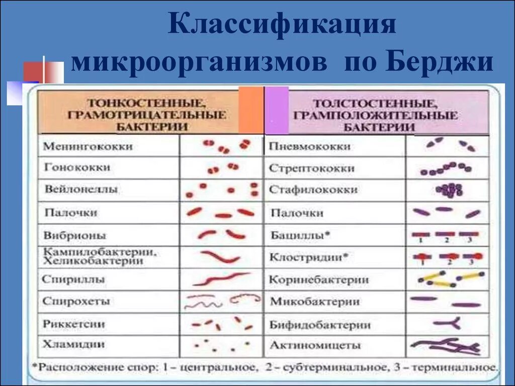 6 примеров бактерий. Классификация бактерий микробиология. Морфология бактерий формы бактерий. Классификация бактерий по Берджи. Формы бактерий.. Классификация микроорганизмов микробиология таблица.