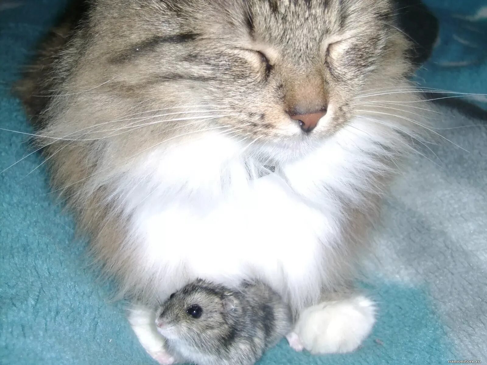 Хомячок и котик. Котенок и хомяк. Картинки котиков и хомячков. Кот обнимает хомяка. Хомячок и котенок.