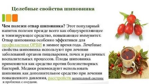 Шиповник при беременности