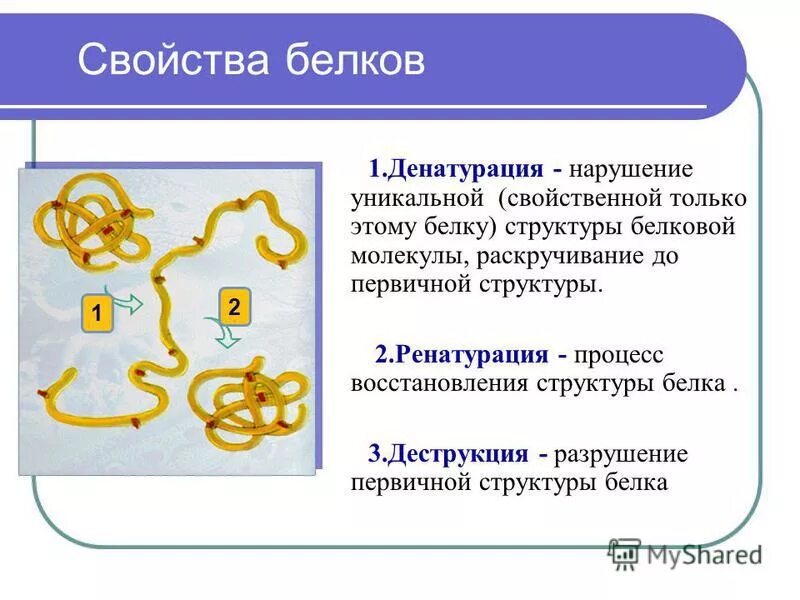 Белки состав и свойства белков. Денатурация первичной структуры белка. Денатурация и ренатурация белков.