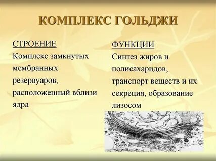 Строение и функции аппарата гольджи и лизосом