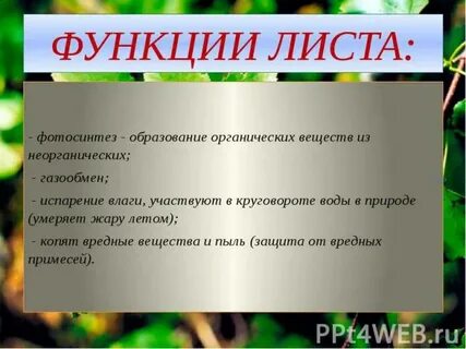 Функции листьев в жизни растений