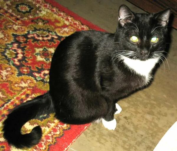 Кот маркиз строгино. Французский маркиз кот. Кот маркиз со вставной челюстью. Кошка маркиза. Кот маркиз с черным носом сердечком лето.