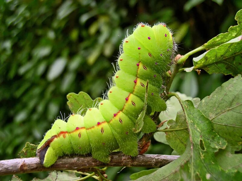 Как появляется гусеница видео. Antheraea mylitta гусеница. гусеница 7 см. euxoa tessellata. antheraea mylitta.