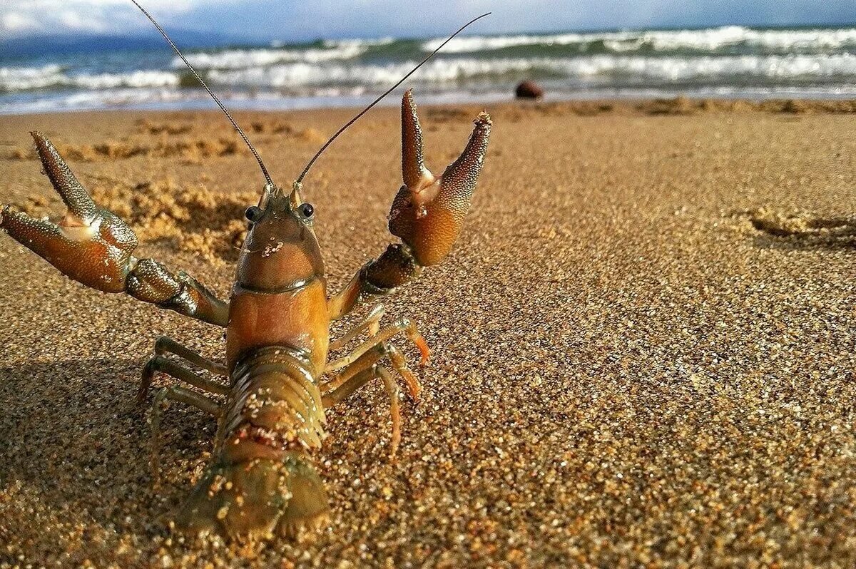 Раки во сне для женщины