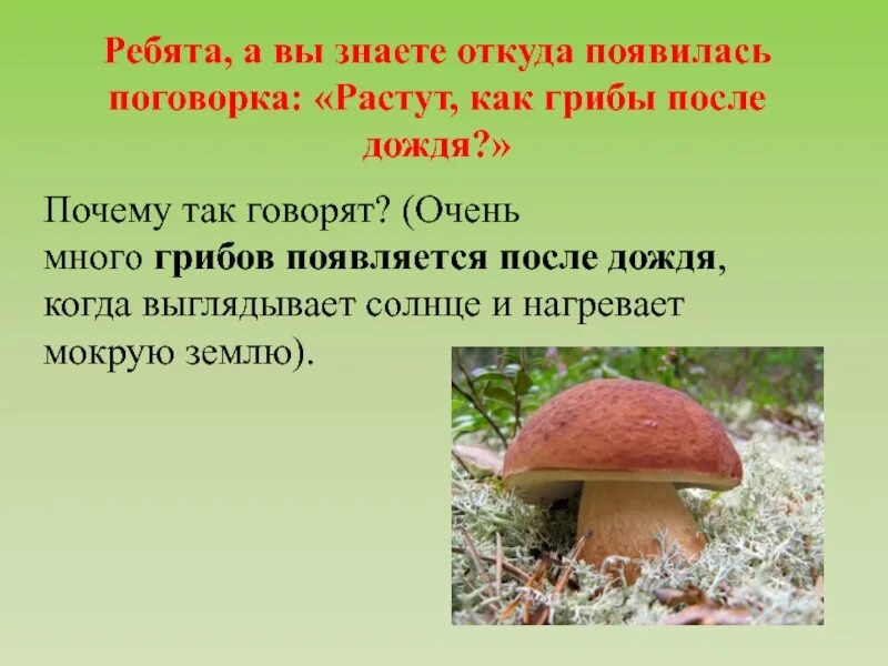 Пословицы про грибы. Презентация по окружающему миру 3 класс грибы. Царство грибов 3 класс.