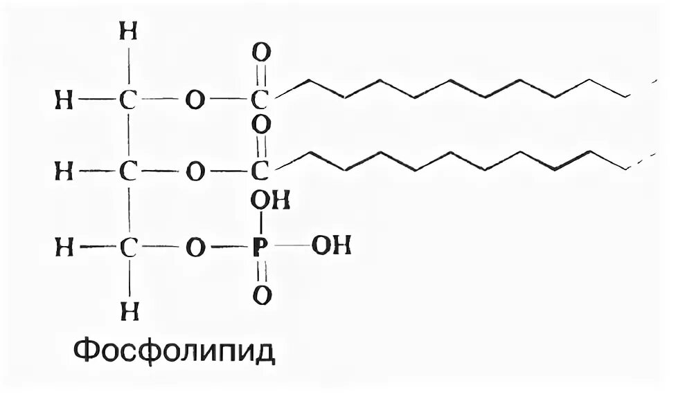 Общая формула фосфолипидов. Структурная формула фосфолипидов. Структурная формула фосфолипида. Фосфолипид общая формула. Строение фосфолипида