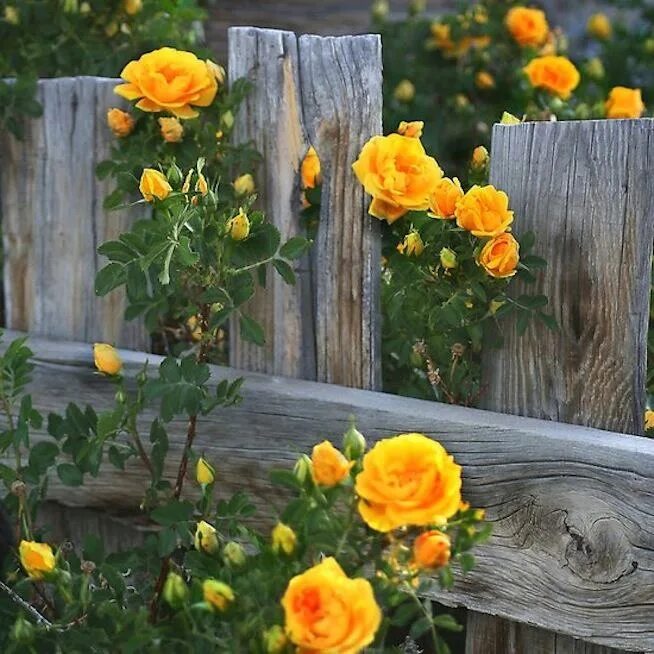 Around the Area at HGTV Dream Home 2015 Yellow roses, Plants, Garden design