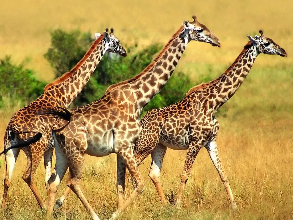 Жирафов твердые звуки. Животные. Животные Африки. Жирафы фото. Жираф в Африке.