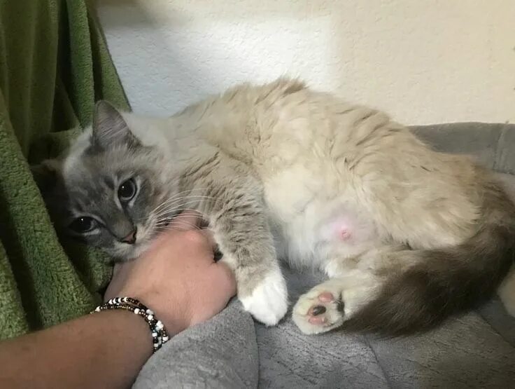 Она показала котенка. Маленький котенок. Покажи маленького котенка. Она показала котенка. Любознательный кот.