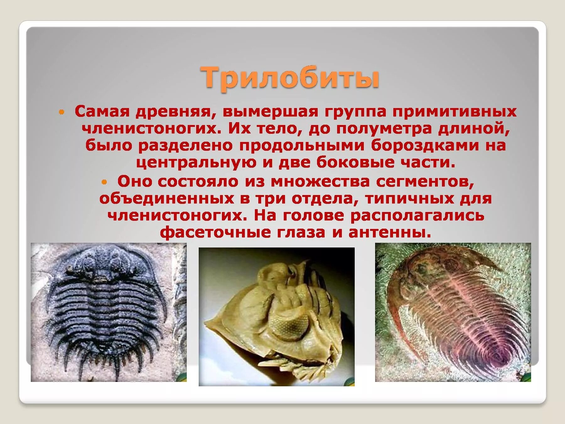 Членистоногие относятся к животным. Анатомия трилобитов. вымершие животные трилобиты. древнейшие членистоногие трилобиты. ракообразное трилобит.