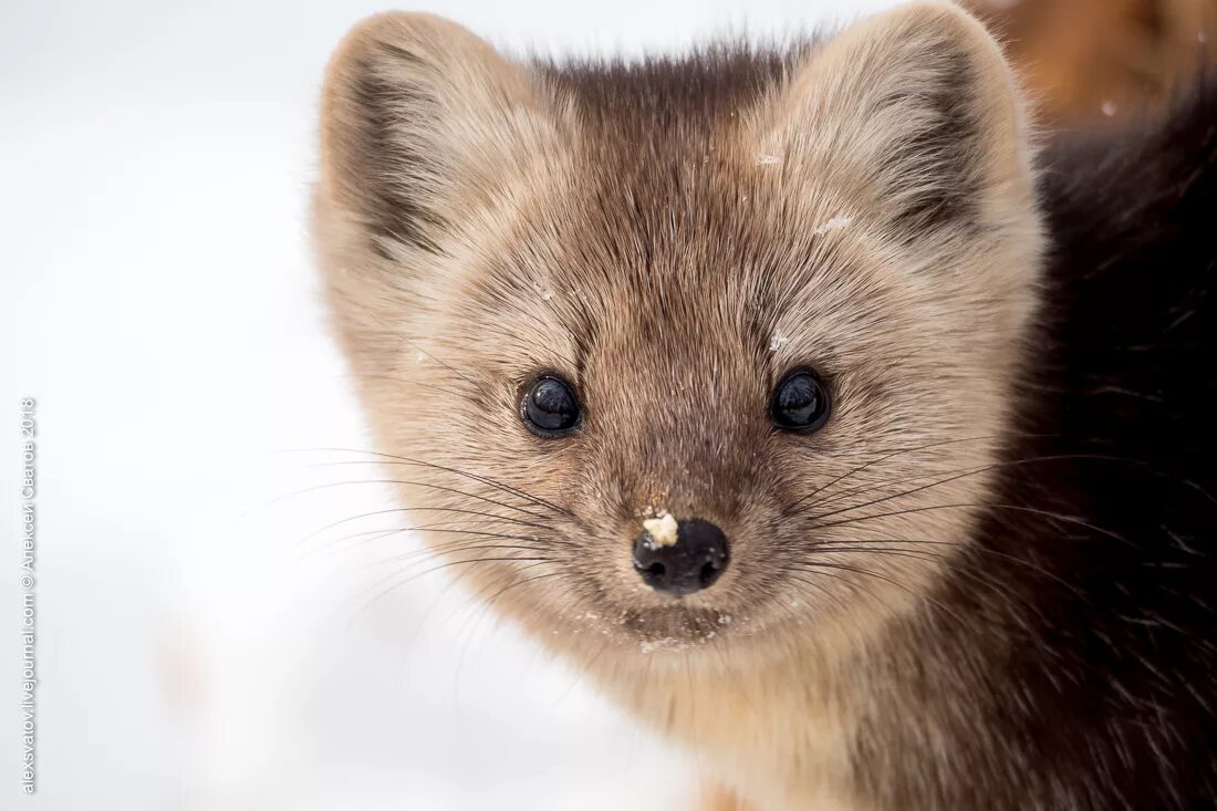 соболь баргузин животное. животный сих. животный сих. животный сих. соболь баргузин зверек.