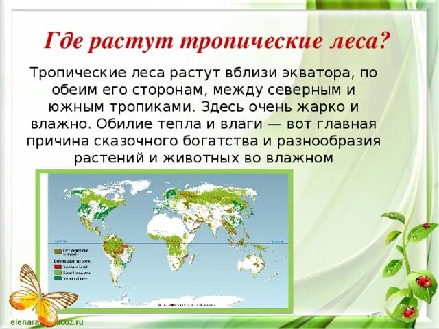 Тропический лес презентация. Тропический лес где. Презентация на тему тропический лес. Где растут тропические леса. Тропический лес текст