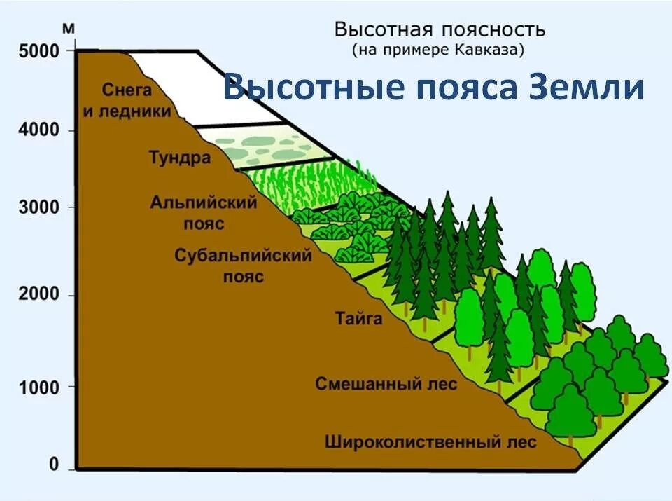 Направление простирания горной системы алтай. Субтропики Высотная поясность. Природные зоны ВЫСОТНОЙ поясности. Зоны ВЫСОТНОЙ поясности РФ. Высотная поясность гор Кавказа рисунок.