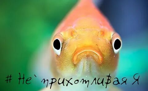 Золотая рыбка мем