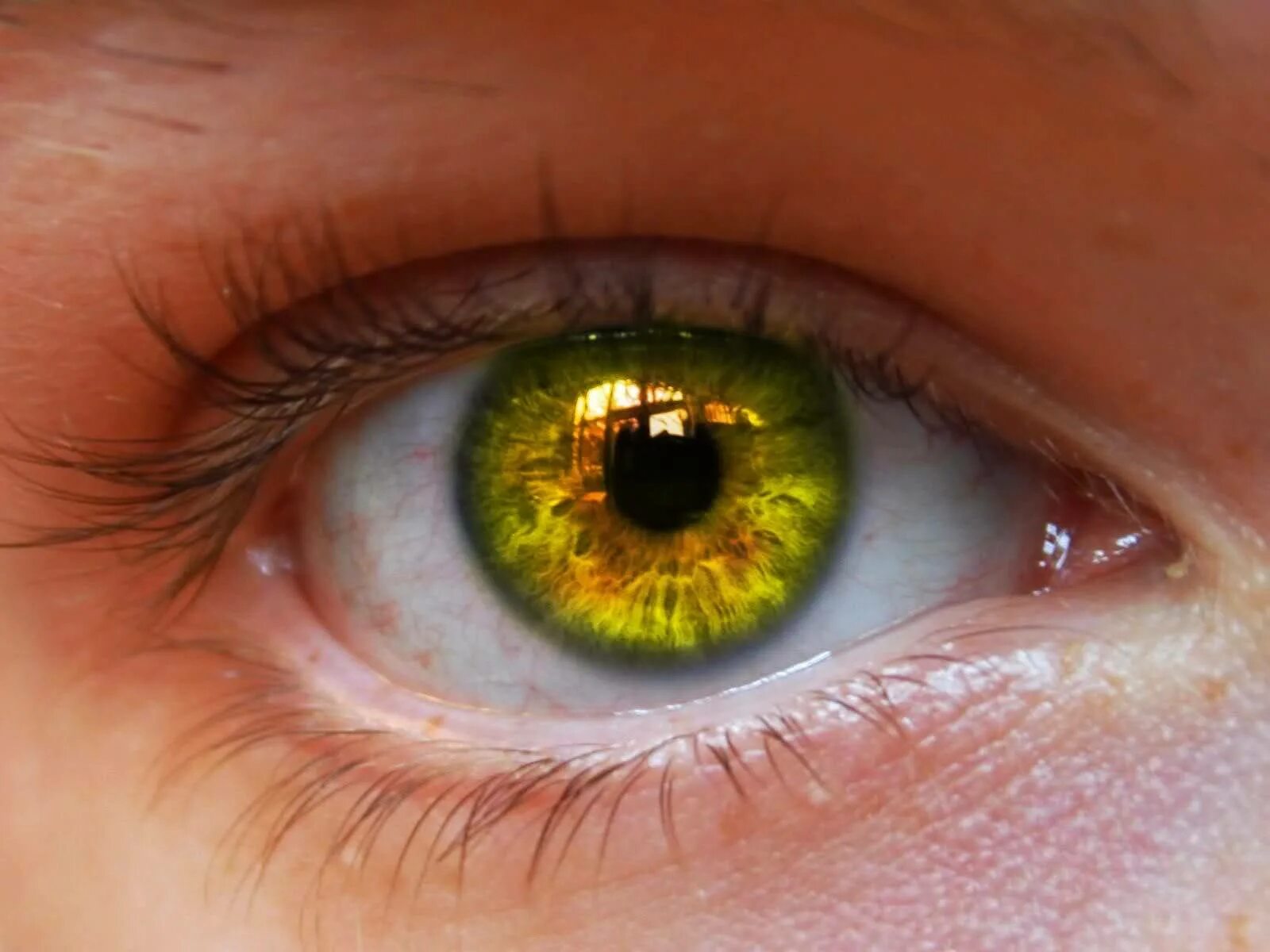 Почему желтым цветом глаз. Болотный цвет глаз гетерохромия. Янтарный цвет глаз. Желто зеленые глаза. Зелено янтарные глаза.