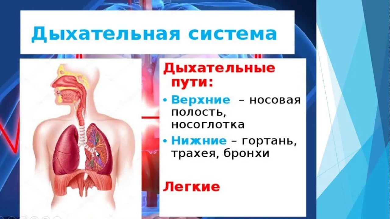 Дыхательная система человека 3 класс. Дыхательная система трахеи кровеносная система. Дыхательная система легкие кровеносная система. Окружающий мир 3 класс дыхание и кровообращение видеоурок.