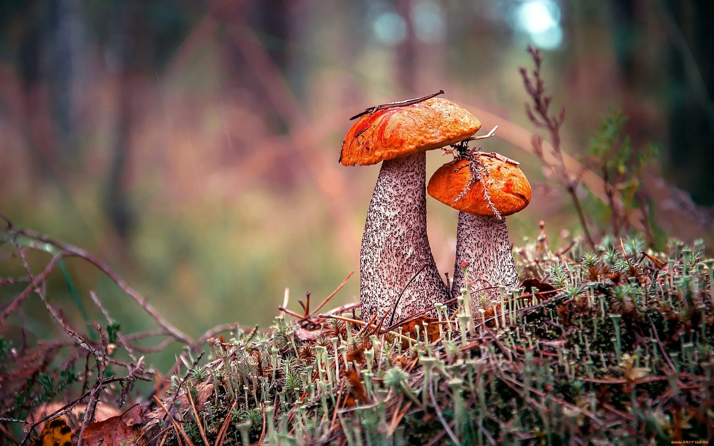 Хороша грибами время года. Подосиновик осенний. Осенний осенний подосиновик. Подосиновик гриб. Осенние грибы подосиновики.