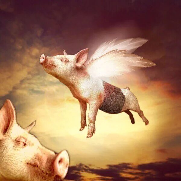 Летающие свинки картинки. Летающий поросёнок. Летающая свинья. Летающий кабанчик. Свинья бежит.