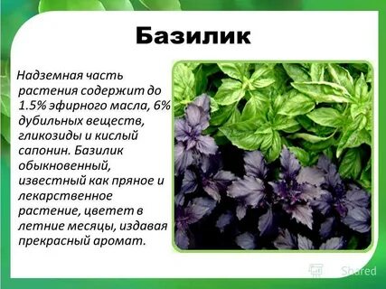 Базилик фиолетовый для чего