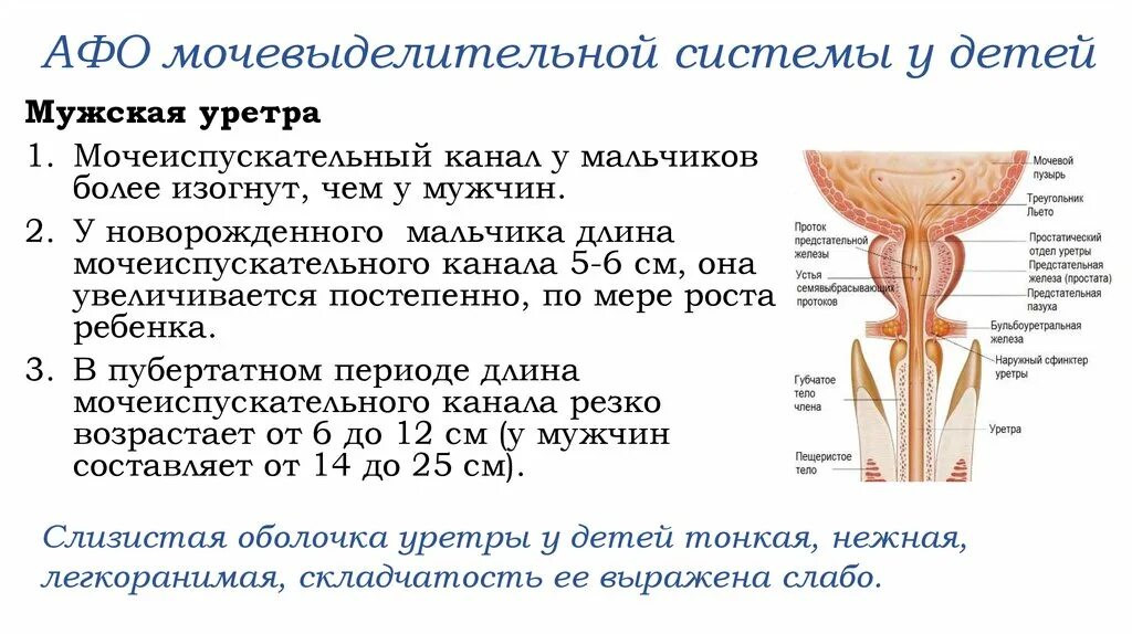 Наружный мочеиспускательный канал. Афо мочевыделительной системы. Мочеиспускательный канал у новорожденных. Афо мочевыделительной системы у детей. Наружный сфинктер мочеиспускательного канала.