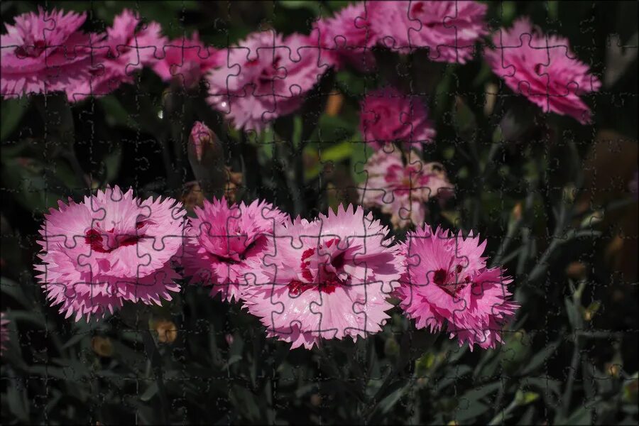 Гвоздика купить екатеринбург. Гвоздика Садовая Авранчин. Dianthus gratianopolitanus. Гвоздика Диантус. Dianthus gratianopolitanus розовая.