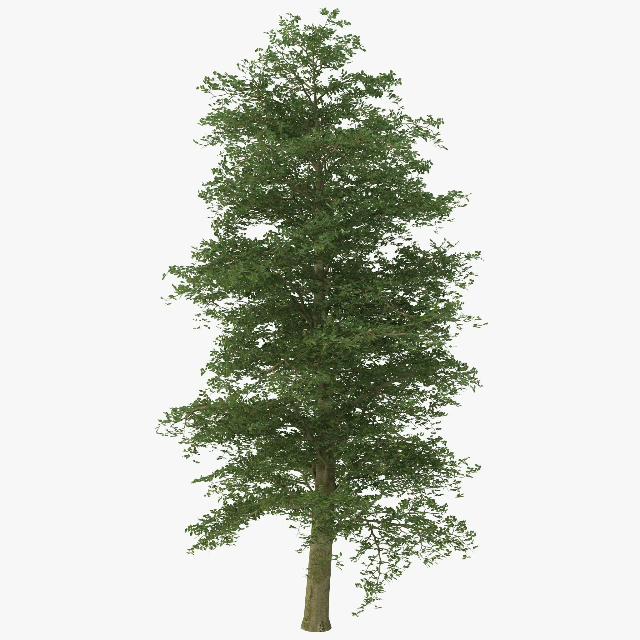 Дерево 3 17. Дерево European Beech. Бук дерево. Модель дерева. Деревья для 3d Max.