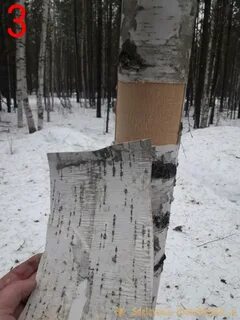 Штаны из березовой коры