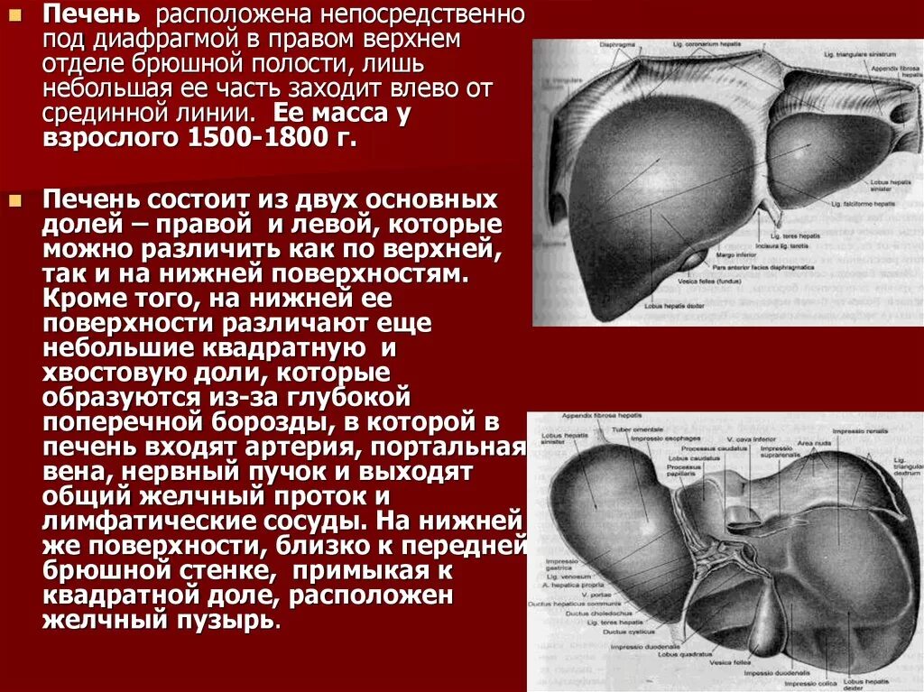 Печень в 2 года. Диафрагмальная поверхность печени анатомия. Доли диафрагмальной поверхности печени.