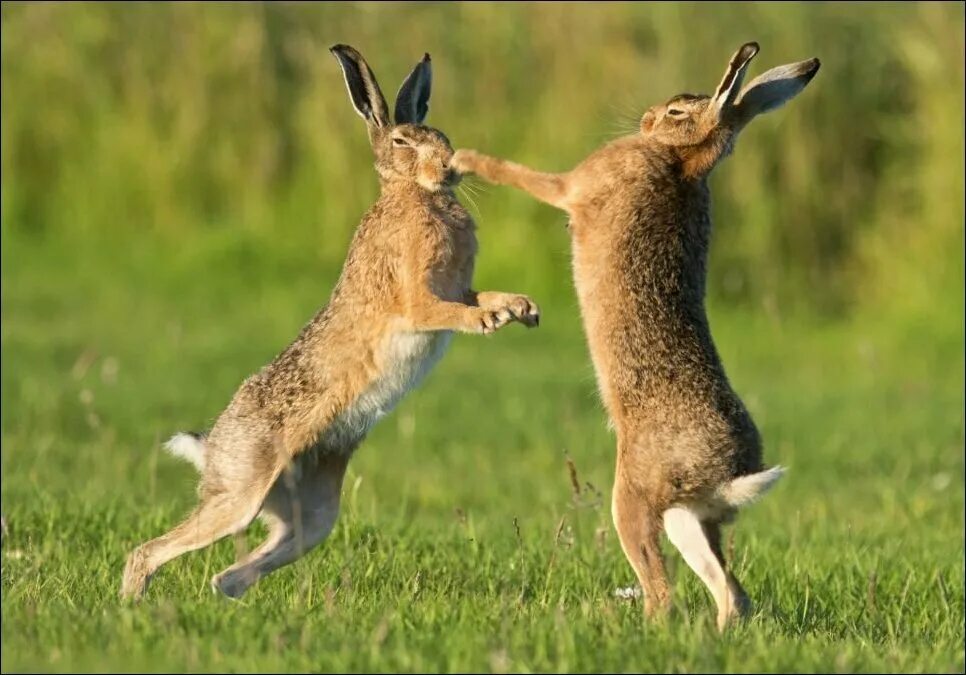 Скоро заяц прибежит. Как далеко в лес может забежать. Будь как огонь. Как далеко в лес может забежать. Будь как огонь.