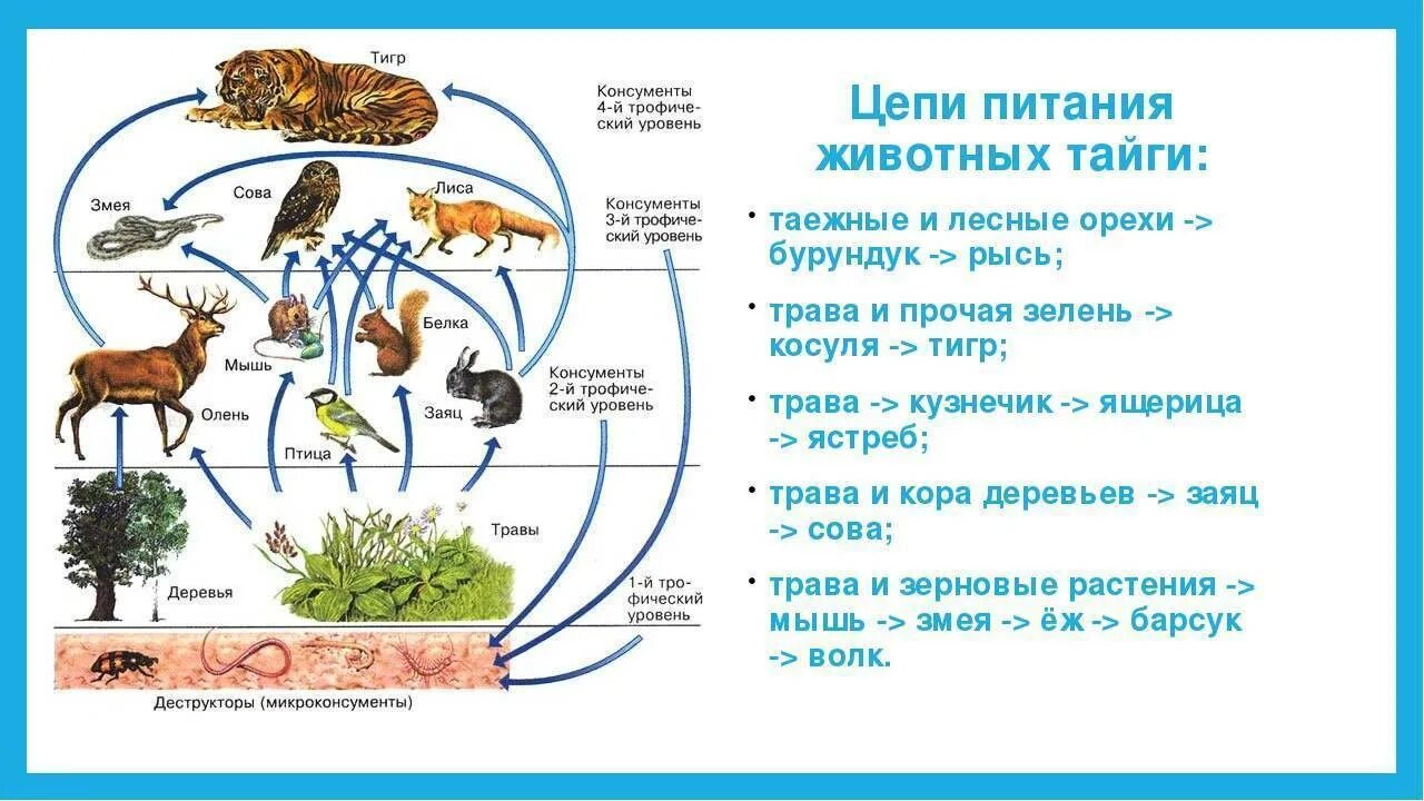 Составить пищевую цепь сообщества. Цепь питания характерная для тайги. Схема цепи питания в тайге. Схема цепи питания тайги 4 класс. Цепь питания животных в тайге.