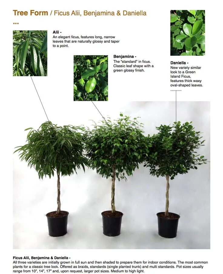 Формирование фикуса в домашних условиях фото Not your dad’s bonsai anymore Adam's Art and Bonsai Blog