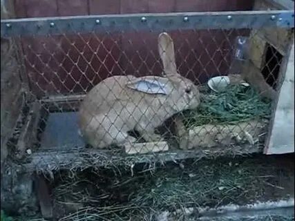 Кролики клетка видео