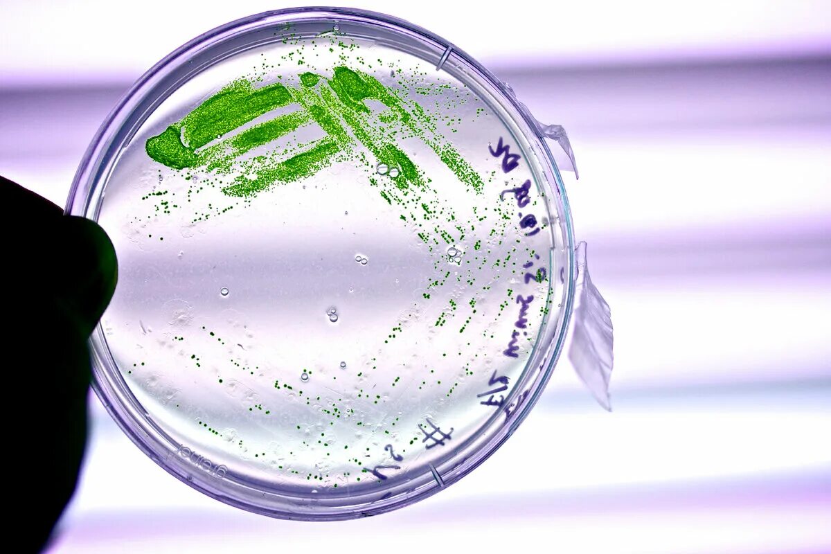 Микроводоросли биотопливо. Чашка Петри с водорослями. Микроводоросли в биотехнологии. Биотопливо из микроводорослей.