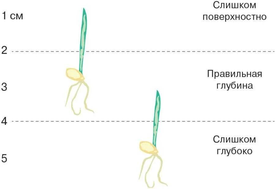 Глубина заделки семян огурцов. Глубина посева озимой пшеницы. Глубина заделки семян озимой пшеницы. Схема посадки кукурузы сахарной. Глубина посева овса.