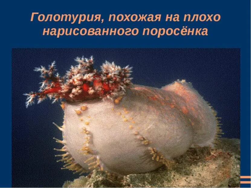 Голотурия похожая на плохо нарисованного поросёнка. Широкорукая каракатица. Проплыла мимо сепия. Шаровидная голотурия. Каракатица фараона.