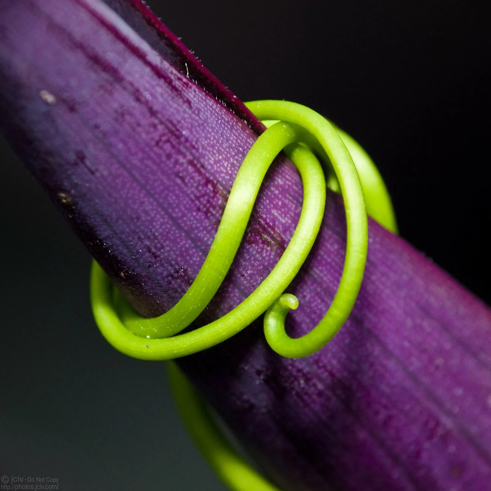 Фиолетовый в интерьере. Сочетание сиреневого и зеленого в интерьере. Фиолетовый цвет в интерьере. Сиреневый с зеленым в интерьере. Цветовые сочетания в интерьере.