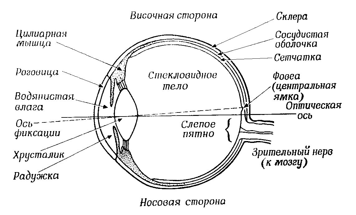 Структуры глаза зрительный нерв. Горизонтальный разрез правого глаза человека. Строение глаза без подписей. Глаз строение глаза человека типы колбочек. Строение глаза рисунок с обозначениями.