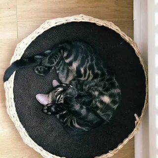 Уголь коту