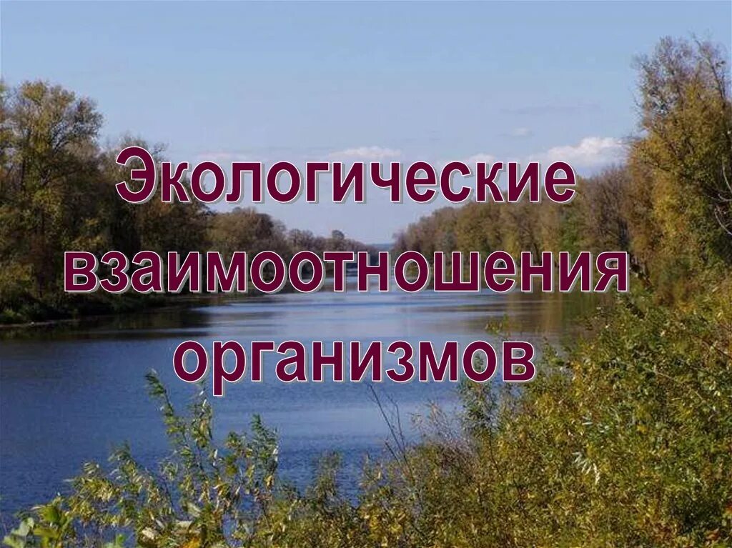 Экология отношения организмов. Экологические взаимодействия организмов. Экологические взаимоотношения. Типы экологических взаимоотношений. Экология взаимодействие организмов.